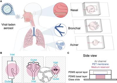 Human Multi-Compartment Airways-on-Chip Platform for Emulating Respiratory Airborne Transmission: From Nose to Pulmonary Acini